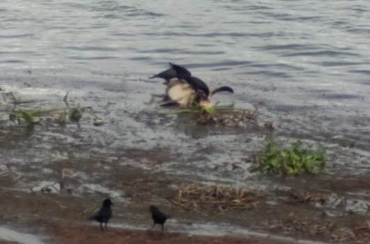 ଚିଲିକାରୁ ଦୁଇ ଡ଼ଲଫିନଙ୍କ ମୃତ୍ୟୁ ଦେହ ଉଦ୍ଧାର