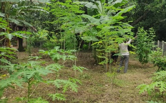 ବିଦ୍ୟାଳୟ ସ୍ତରୀୟ ପୋଷଣ କାର୍ଯ୍ୟକ୍ରମରେ ବ୍ୟାପକ ଅନିୟମିତତା