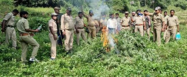 ଗଜପତିରେ ୬୯ଏକରରେ ଚୋରାରେ ଚାଷ କରାଯାଇଥିବା