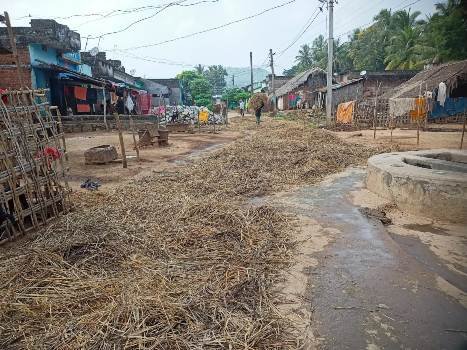 ଅଦିନିଆ ବର୍ଷା ଉଜାଡ଼ିଲା ସୁନାର ଫସଲ