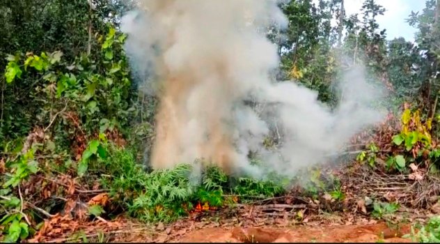 ପୁଣି ନଷ୍ଟ ହେଲା ୧୫୫ ଏକର ବେଆଇନ୍‌ ଗଞ୍ଜେଇ ଚାଷ