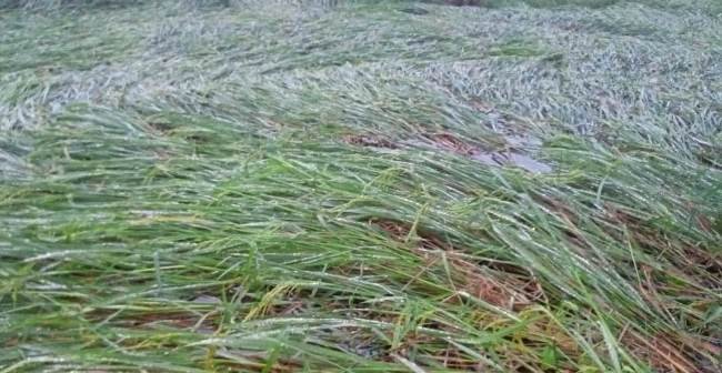 ପ୍ରକୃତି ଓ ପ୍ରଶାସନ ପଞ୍ଝାରେ ଚାଷୀ ହନ୍ତସନ୍ତ ହେଉଛନ୍ତି ଚାଷୀ କୂଳ