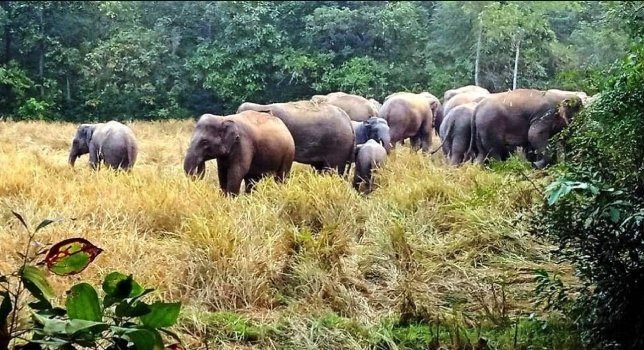 କରଞ୍ଜିଆ ରେଞ୍ଜକୁ ବାହୁଡିଲେ ହାତୀପଲ : ଭାଙ୍ଗିଲେ ଘର, ଖାଇଲେ ଧାନ