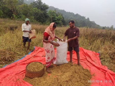 ବାଲିଗୁଡାରେ ଜୱାଦ ର ପ୍ରଭାବ ବ୍ୟାପକ ଧାନ ଫସଲ ନଷ୍ଟ