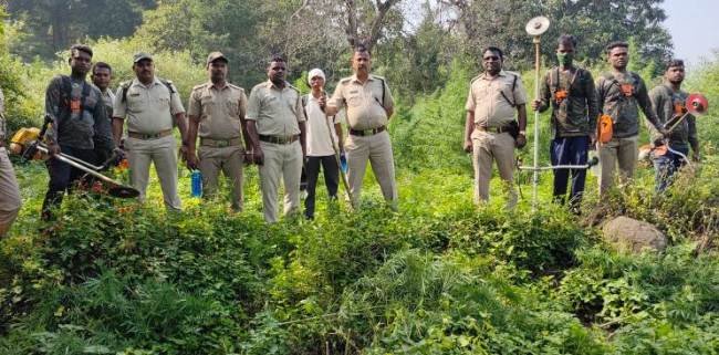 ୨୩କୋଟି ଟଙ୍କାରୁ ଉର୍ଦ୍ଧ ଚୋରା ଗଞ୍ଜେଇ ଚାଷ ପୋଡାଗଲା