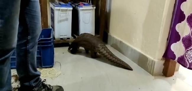 ବିକ୍ରି ହେଉଥିବା ବେଳେ ଏକ ଜୀବନ୍ତ ବଜ୍ର କାପ୍ତା ଉଦ୍ଧାର