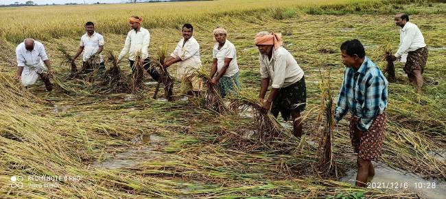 ପାଣିରେ ବୁଡିଛି ଶହଶହ ଏକର ଚାଷଜମି : ବିଲରେ ଗଜାହେଲା ଧାନ