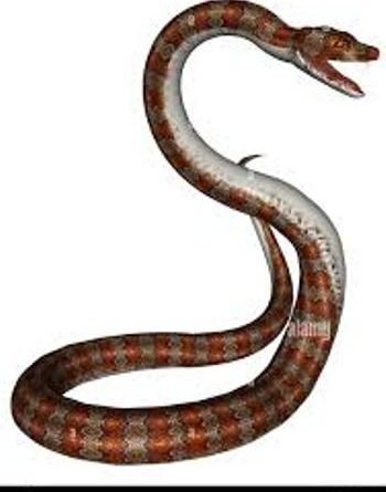 ବିଷାକ୍ତ ସର୍ପ ଦଂଶନରେ ଦିନମଜୁରିଆଙ୍କ ମୃତ୍ୟୁ