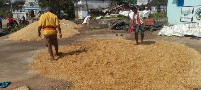 ଚାଷୀ ମୁଣ୍ଡରେ ଅଦିନିଆ ବର୍ଷା ମାଡ