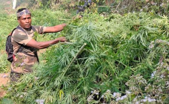 ପୋଲିସ ଓ ବନବିଭାଗର ଚଢଉ : ଗଞେଇ ଗଛ ପୋଡି ନଷ୍ଟ କଲେ