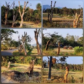 ପରିବେଶ ଧ୍ୱଂସ : ଆଇ.ଓ.ସି.ଏଲ. କାଟିଲା ୯୩ ଗଛ