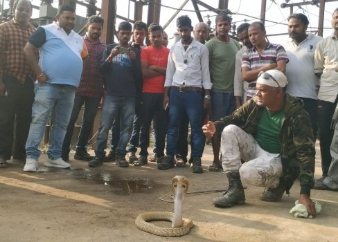 ନାଗସାପ ଉଦ୍ଧାର