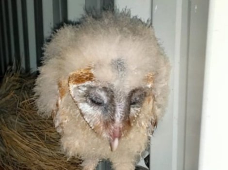 ବିରଳ ଗରୁଡ଼ ପକ୍ଷୀ ଉଦ୍ଧାର