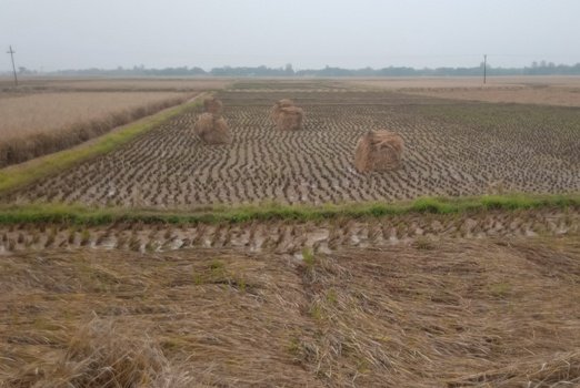 ପୁଣି ଚାଷୀଙ୍କ ଦୁଃଖ ବଢାଇଲା ଅଦିନିଆ ବର୍ଷା