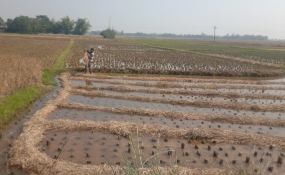 ଅଦିନିଆ ବର୍ଷା ପରେ ବିଲରେ ଭାସୁଛି ଧାନ କଳେଇ