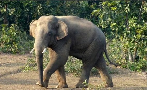 ଶିମିଳିପାଳ ରୁ ମାଈ ହାତୀର ମୃତଦେହ ଉଦ୍ଧାର