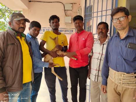 ଆହତ ହରିଣ ଛୁଆର ଚିକିତ୍ସା