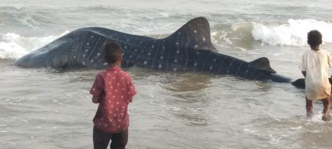 ବିରାଟକାୟ WHALW ମାଛ ଜୀବିତ ଉଦ୍ଧାର