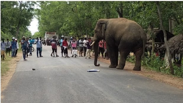 ବନଖଣ୍ଡରେ ବଢ଼ିଚାଲିଛି ହାତୀ ଉପଦ୍ରବ