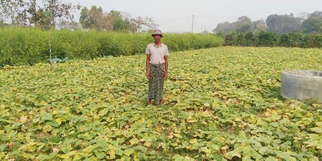 ପରିବା ଚାଷ ନଷ୍ଟ ଆଶଙ୍କା : ଚିନ୍ତାରେ ଚାଷୀ