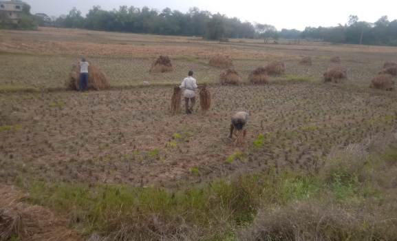 ଦାଉ ସାଧିଲା ଅଦିନିଆ ବର୍ଷା