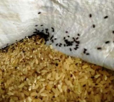 ମଧ୍ୟାହ୍ନ ଭୋଜନରେ ପୋକରା ଚାଉଳ ତଦନ୍ତ ଦାବୀ