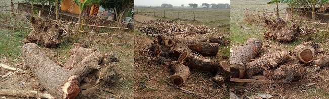 ସରକାରୀ ଜମିରୁ ଶିକ୍ଷକଙ୍କ ଗଛ କାଟିବା ଘଟଣା : କାଠ ଜବତ : ଶିକ୍ଷକଙ୍କ ବିରୋଧରେ କାର୍ଯ୍ୟାନୁଷ୍ଠାନ ଶୂନ