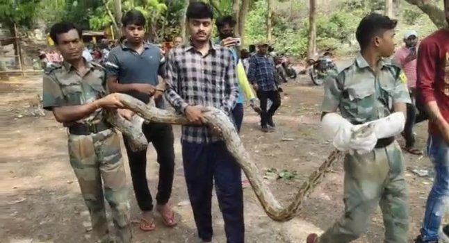 ୧୩ଫୁଟ ଲମ୍ବର ଅଜଗର ଉଦ୍ଧାର