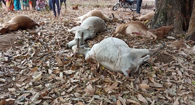 କାଳବୈଶାଖୀର କରାଳ ରୂପ : ୯ ଟି ବଳଦର ମୃତ୍ୟୁ ଓ ଗୋଟିଏ ଗୁରୁତର