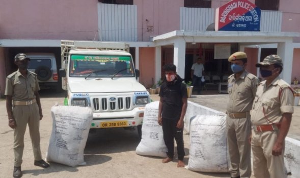 ଗଞ୍ଜେଇ ସହିତ ଗାଡି ଜବତ, ଡ୍ରାଇଭର ଗିରଫ 