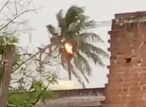 କାଳବୈଶାଖୀ ପ୍ରଭାବରେ ଜଳିଗଲା ନଡ଼ିଆ ଗଛ