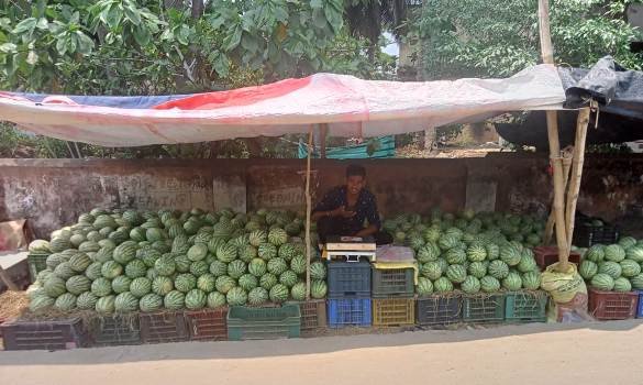 ଗ୍ରୀଷ୍ମର ପ୍ରବାହ ଯେତିକି ମାତ୍ରାରେ ବଢୁଛି ସେତିକିମାତ୍ରାରେ ତରଭୂଜ ବିକ୍ରି ହେଉଛି