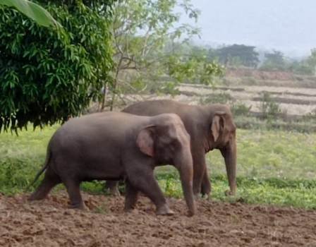 କାଶୀନଗର ଅଞ୍ଚଳରେ ପୁଣି ୪ ଟିକିଆ ହାତୀପଲ ଆତଙ୍କ 