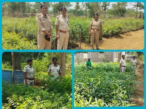 ବୁଗୁଡା ବନାଞ୍ଚଳ ପକ୍ଷରୁ ୮,୧୧,୦୦୦ ବୃକ୍ଷ ରୋପଣ ପାଇଁ ପ୍ରସ୍ତୁତି