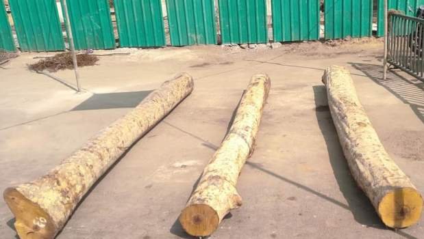 ବିଶ୍ୱ ପ୍ରସିଦ୍ଧ ରଥଯାତ୍ରା ପାଇଁ ରଥ କାଠ ଅନୁକୂଳ