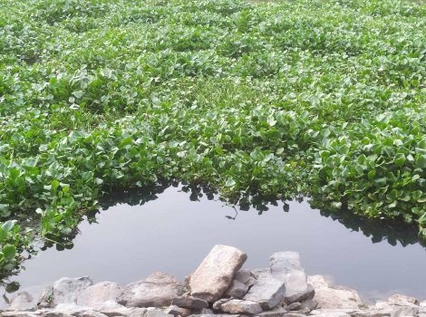 ଗୋବରୀ ନଦୀରେ ଦଳ ଭର୍ତ୍ତି