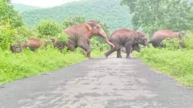 ଗଜପତିରେ ପୁଣି ୪ ଟିକିଆ ହାତୀପଲ ଆତଙ୍କ