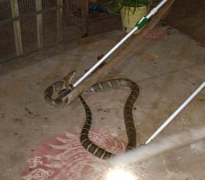 ୯ ଫୁଟ ଲମ୍ବର କିଙ୍ଗ କୋବ୍ରା ସାପ ଉଦ୍ଧାର