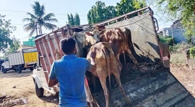 ୨୮ଗୋରୁ ଉଦ୍ଧାର, ପିକଅପ ଭ୍ୟାନ ଜବତ