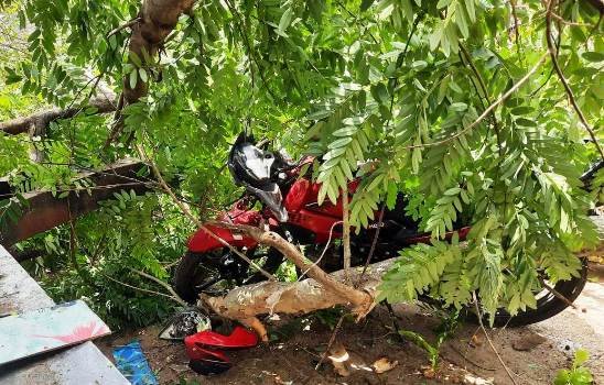 ବିନା ପବନ ବର୍ଷାରେ ଭାଙ୍ଗିଲା ଗଛର ଡାଳ : ଅଳ୍ପକେ ବର୍ତ୍ତିଲା ବହୁଧନଜୀବନ