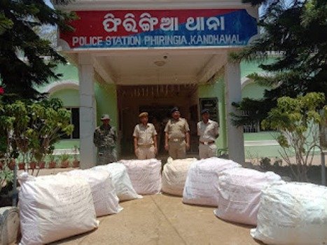 ଜଙ୍ଗଲ ମଧ୍ୟରେ ପୁଲିସ ର ଅତର୍କିତ ଚଢ଼ାଉ : ୪ କ୍ୟୁଣ୍ଟାଲ ଗଞ୍ଜେଇ ଜବତ : ଗଞ୍ଜେଇ ମାଫିଆ ଖସି ଗଲେ 