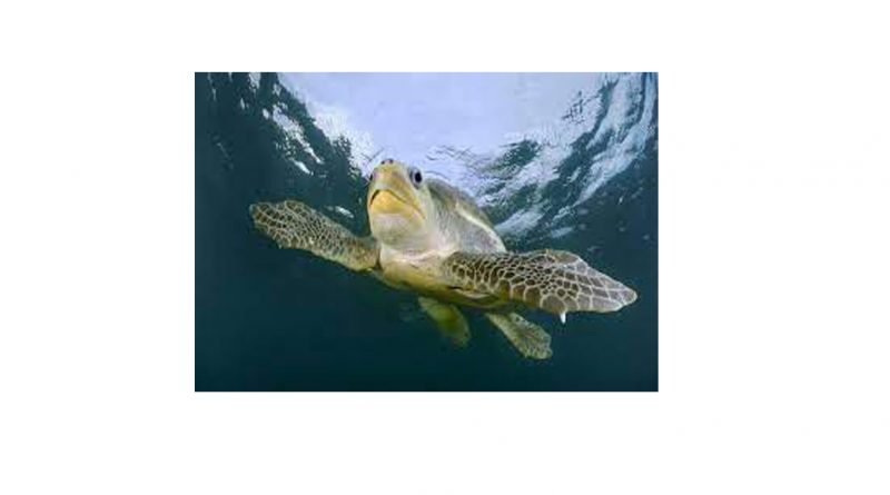 ଓଡ଼ିଶାରେ ଅଲିଭ ରିଡଲେ ସାମୁଦ୍ରିକ କଇଁଛଙ୍କ ବ୍ୟାପକ ଟ୍ୟାଗିଂ ଓ ଅଧ୍ୟୟନ କାର୍ଯ୍ୟ ଜାରି