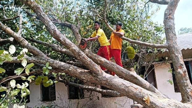 ପ୍ରାଥମିକ ବିଦ୍ୟାଳୟରେ ଆଜବେଷ୍ଟ ଉପରେ ବିରାଟକାୟ ପଣସ ଗଛ ପଡି ନଷ୍ଟ