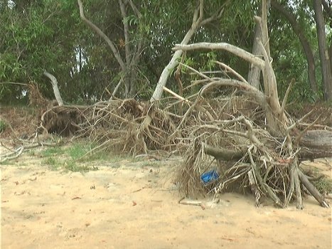 କୂଳ ଖାଉଛି ଦେବୀ ନଦୀ : ନଦୀ ଗର୍ଭରେ ଲୀନ ହେଉଛି ଉପକୂଳ ଜଙ୍ଗଲ 