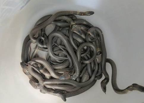 ସାପଧରାଳି ଙ୍କ ଘରେ ଅଣ୍ଡା ରୁ ଫୁଟିଲେ ୧୯ଟି ତମ୍ପ ସାପ ଛୁଆ