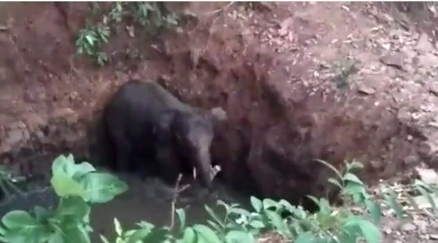 ପରିତ୍ୟକ୍ତ କୂଅରୁ ହାତୀଛୁଆ ଉଦ୍ଧାର