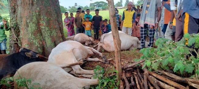 ବଜ୍ରଘାତରେ ୪ ବଳଦ, ୧ ଗାଇ : ବିଦ୍ୟୁତ ସଂସ୍ପର୍ଶରେ ୧ ବଳଦ ମୃତ, ଗୋଟିଏ ଗୁରୁତର