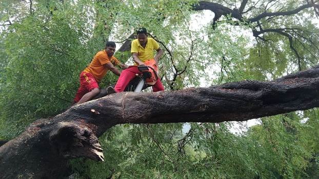 କାଳବୈଶାଖୀ ରେ ପଡ଼ିଲା ଗଛ ଯାତାୟାତ ଠପ୍