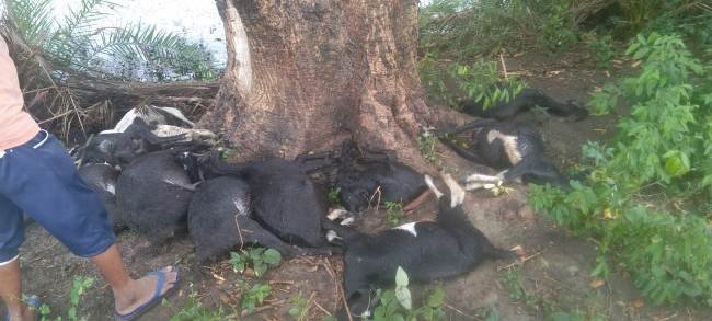 ବଜ୍ରାଘାତରେ ୧୬ଟି ଛେଳି ମୃତ : ଜଗୁଆଳି ଆହାତ