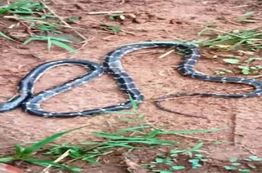 ଚିତି ସାପ କାମୁଡ଼ାରେ ଜଣେ ମୃତ